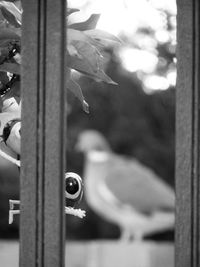 Close-up of bird seen through glass window