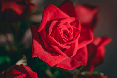 Close-up of rose bouquet