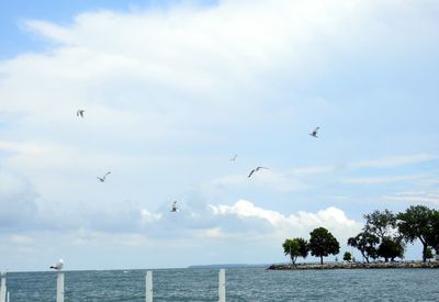 Seagulls flying over sea against sky