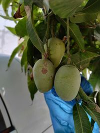 Close-up of fruits growing on tree