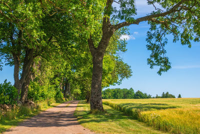 Trees on field against sky