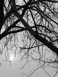 Low angle view of bare tree against sky