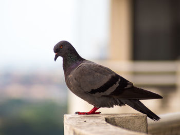 Close-up of pigeon perching on wood