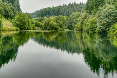 Scenic view of lake in forest