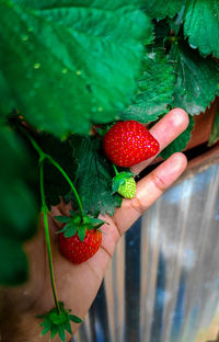 Hand holding strawberries