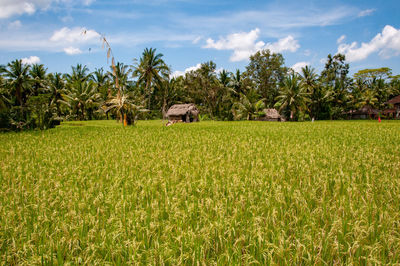 Scenic view of farm against sky