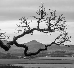 Bare tree by lake against sky