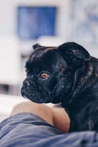 Close-up of dog looking away at home