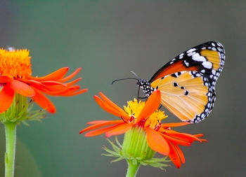 Close-up of butterfly pollinating on flower