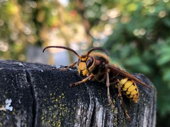 Close-up of insect on wood