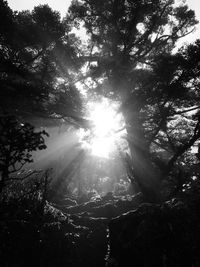 Sunlight streaming through trees in forest on sunny day