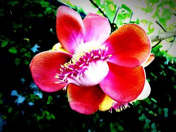 Close-up of pink orchid blooming outdoors