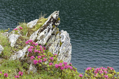 Close-up of rock by sea