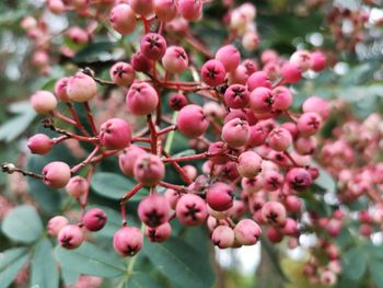 Close-up of berries growing on tree