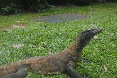 Close-up of a lizard on land