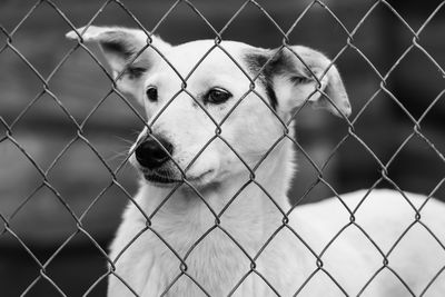 Dog looking through chainlink fence