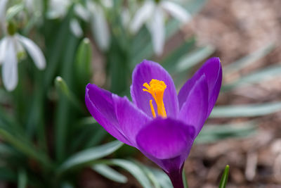 Close-up of purple crocus flower