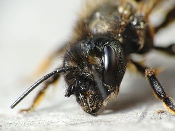 Close-up of bee