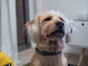 Close-up of dog at home