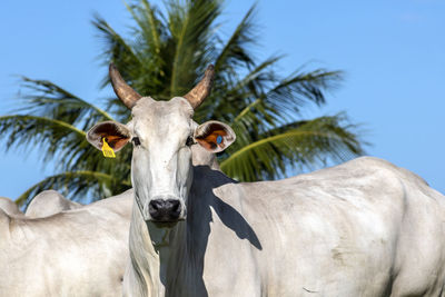 Herd of nelore cattle grazing in a pasture on the brazilian ranch