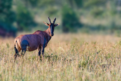 animal wildlife