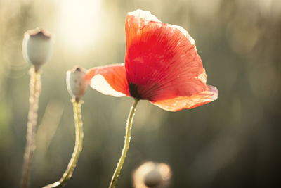 Close-up of red poppy flower