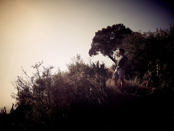 Close-up of silhouette tree against sky during sunset