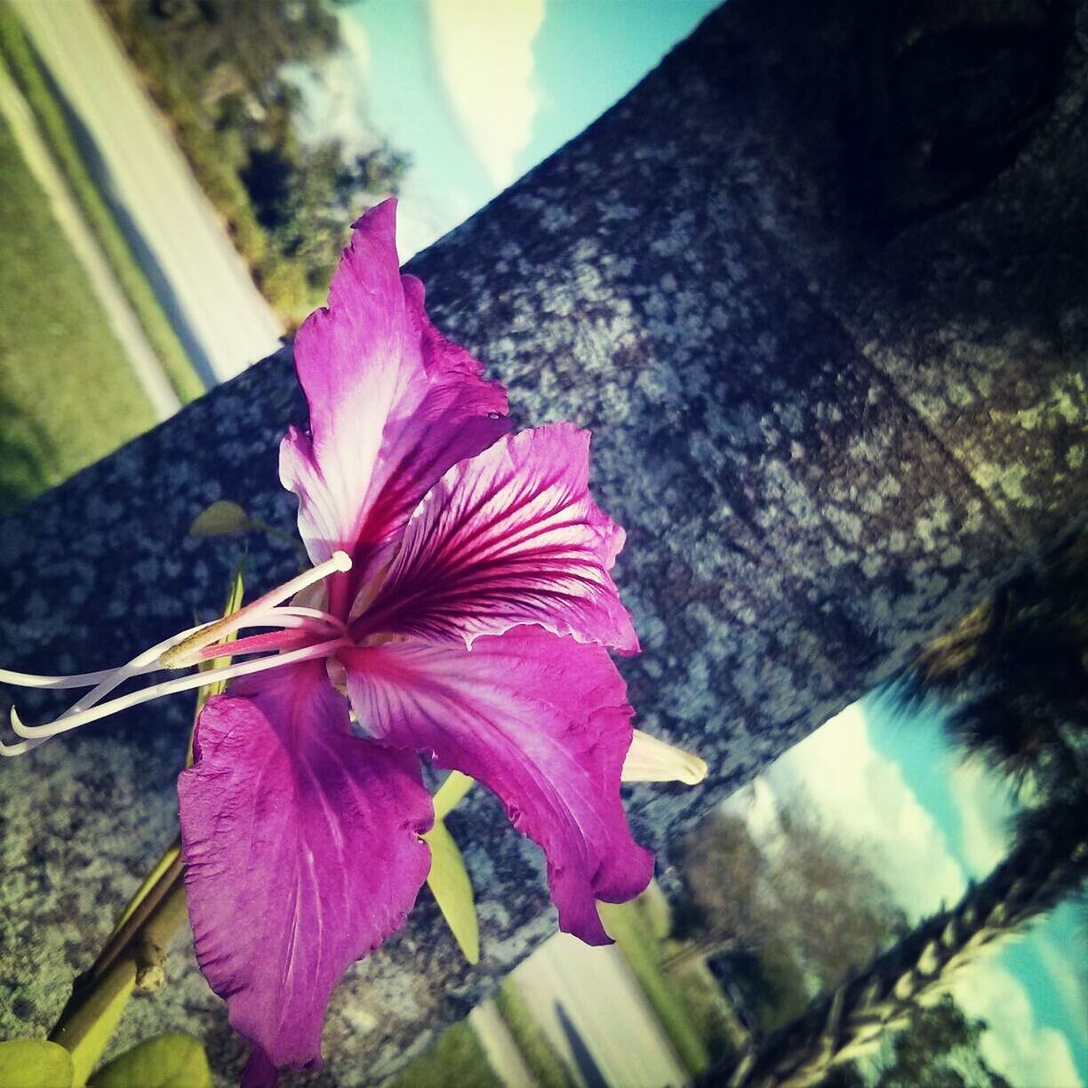 flower, pink color, fragility, petal, close-up, freshness, growth, building exterior, built structure, focus on foreground, nature, plant, architecture, leaf, beauty in nature, flower head, day, sunlight, outdoors, no people