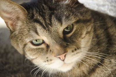 Close-up portrait of cat