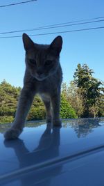 Cat against blue sky