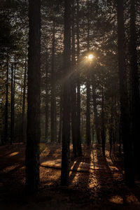 Sunlight streaming through trees in forest