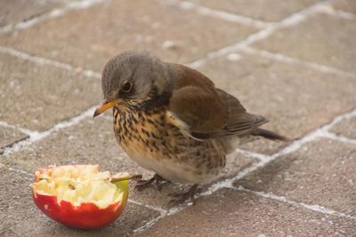 Close-up of bird perching on leaf