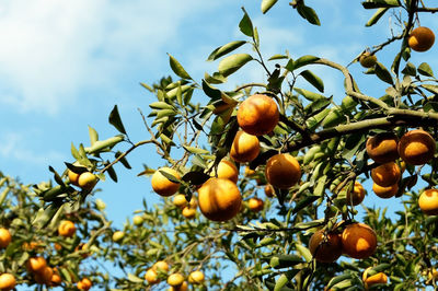 Citrus fruit ready to be harvested on a plantation