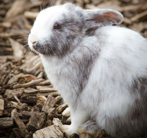 Close-up of rabbit on wood chips