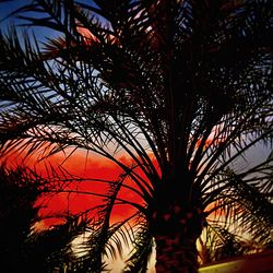 Low angle view of palm tree against sky at sunset