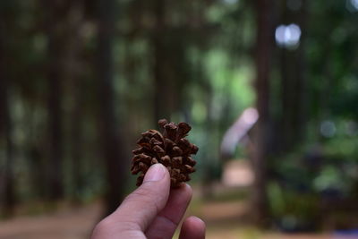 Close-up of hand holding pine cone