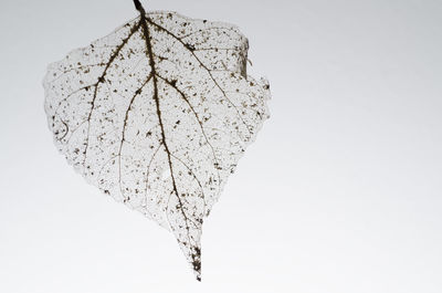 Close-up of leaf against clear sky