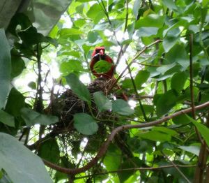 Low angle view of birds perching on tree