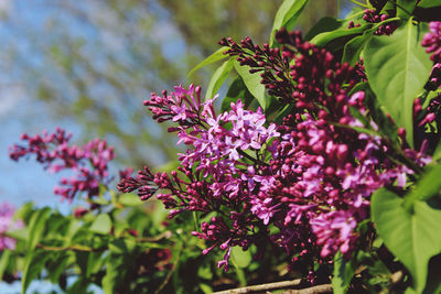 Close-up of pink flowering plant