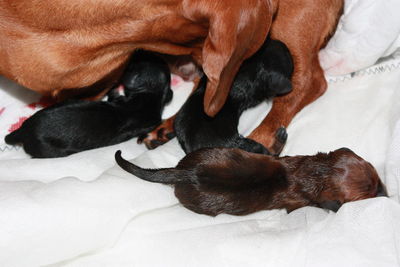 High angle view of puppy sleeping on bed