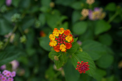 Close-up of yellow flowering plant