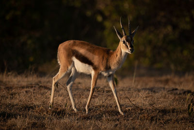 Thomson gazelle walks across savannah with catchlight