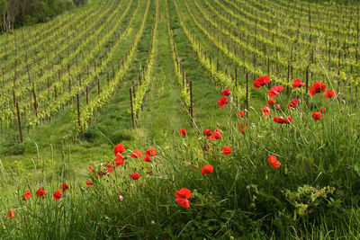 Red poppy flowers growing on field