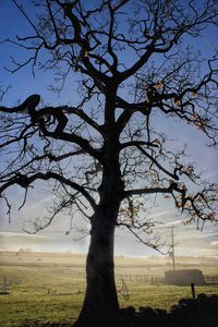 Tree on beach against sky