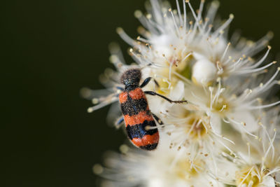 Close-up of insect on flower