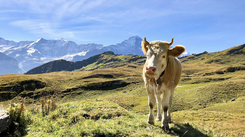 Portrait of cow standing on land against sky