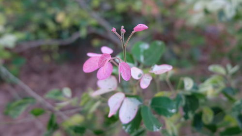 Close-up of flowers blooming outdoors