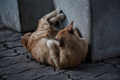 Close-up of cat lying on floor