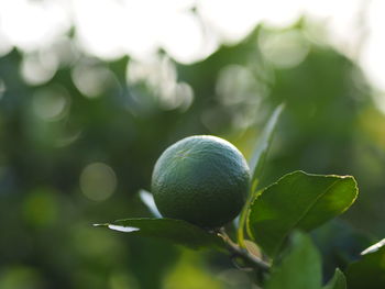 Close-up of fruit growing on tree