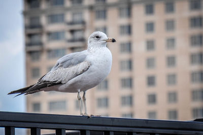 Close-up of seagull perching on railing